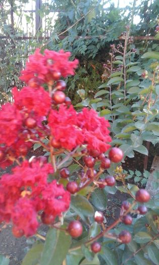 Dynamite - a Lagerstroemia indica-liliac indian