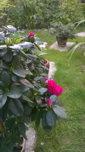 WP_20160806_053 - Gardenia si azalee