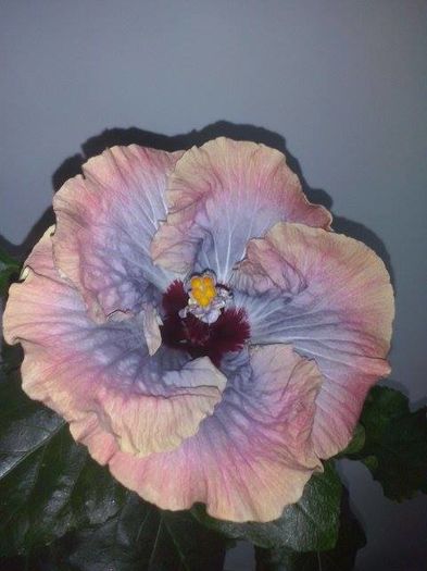 13956976_1472200696138826_2118587018_n