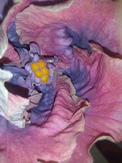 13936676_1471881689504060_1989558957_n