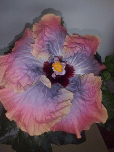 13957033_1471881749504054_711996329_n