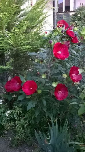 WP_20160807_016 - 2016 Hibiscus de gradina