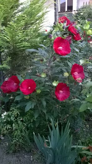 WP_20160807_018 - 2016 Hibiscus de gradina