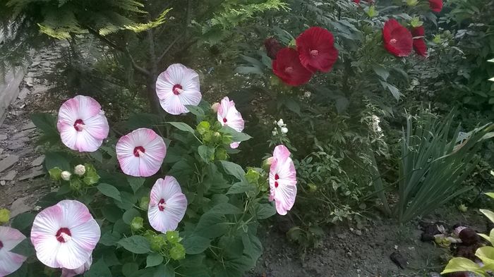 WP_20160807_019 - 2016 Hibiscus de gradina