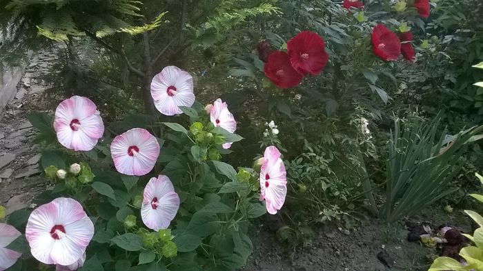 WP_20160807_020 - 2016 Hibiscus de gradina