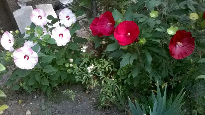 WP_20160807_022 - 2016 Hibiscus de gradina