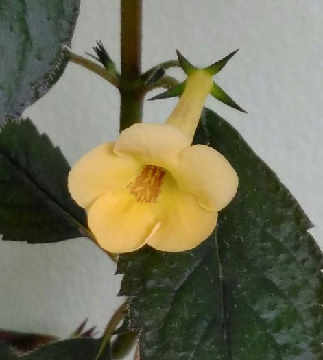 Yellow beauty - Achimenes 2016