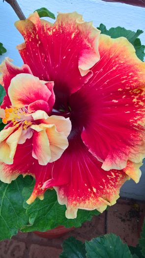 WP_20160807_18_23_04_Pro - Hibiscus Tahitian Spotted Sun