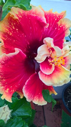 WP_20160807_18_23_19_Pro - Hibiscus Tahitian Spotted Sun
