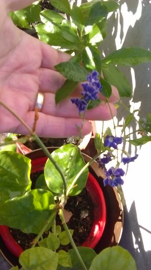 IMAG1019 - Vara 2014-2017