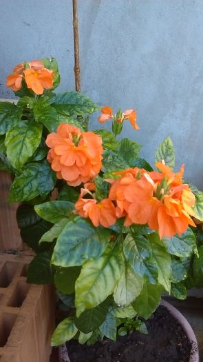 IMAG1018 - Vara 2014-2017