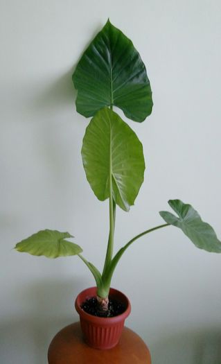 5 august 2016 - Alocasia 2016