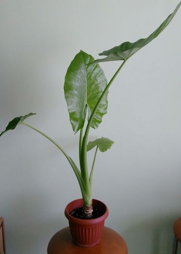 IMG_20160806_201148 - Alocasia 2016