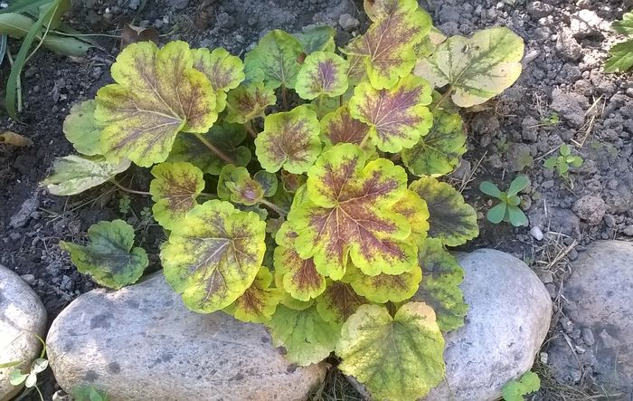 Solar Eclipse - 2016 Heuchera