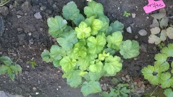 Miracle - 2016 Heuchera