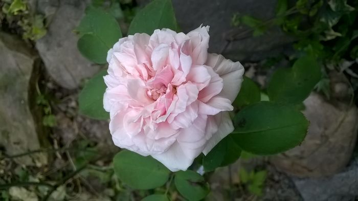 WP_20160806_078