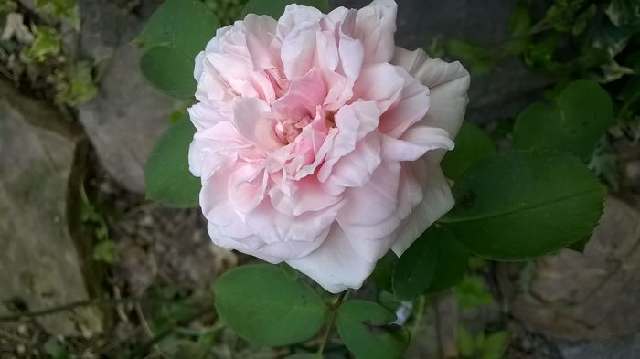 WP_20160806_079