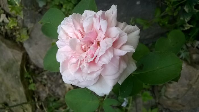 WP_20160806_080