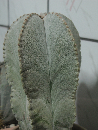 Astrophytum myriostigma columnare - CACTACEAE - diverse specii si genuri