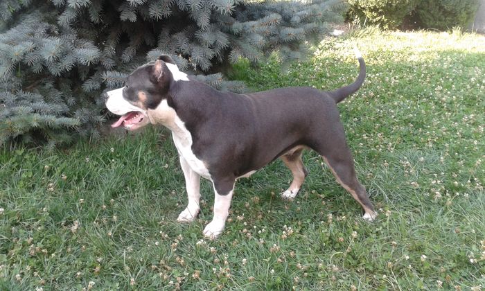 13 LUNI - PITBULL GOLDYE tricolor blue femela