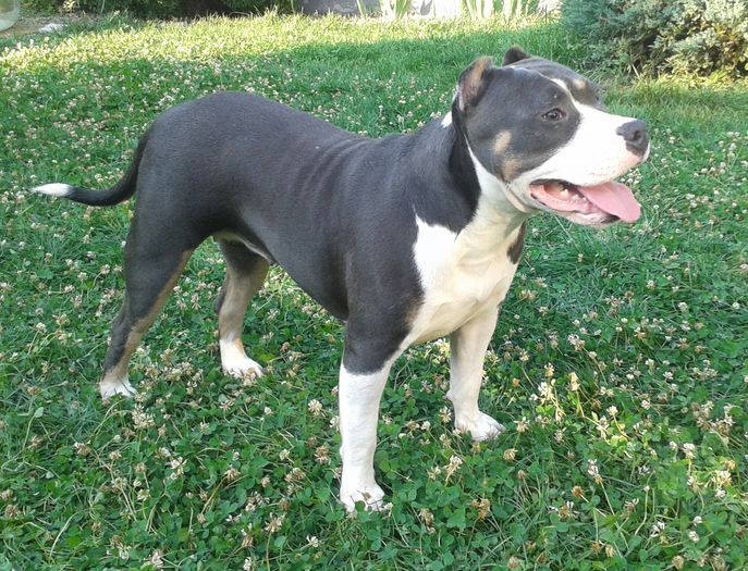 20160807_184745-1 - PITBULL GOLDYE tricolor blue femela