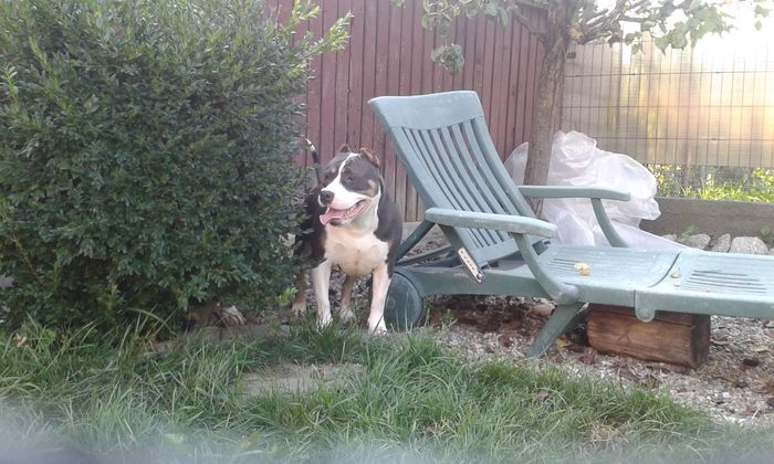 20160807_181856 - PITBULL GOLDYE tricolor blue femela