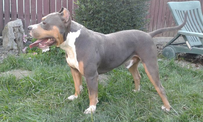 20160807_184535 - PITBULL BOLIO Tricolor blue mascul