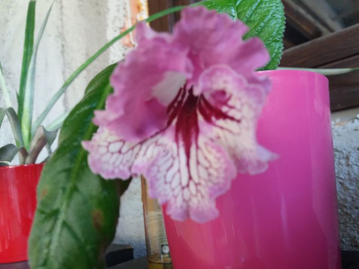 20160805_162825 - violete