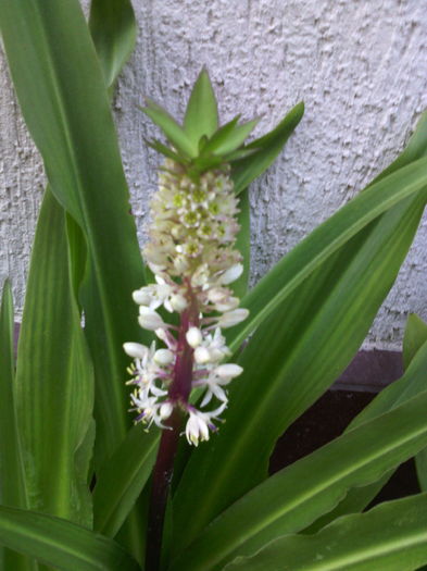 Eucomis - 01-Flori din curtea mea 2016