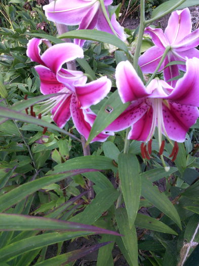 Stargazer - 01-Flori din curtea mea 2016