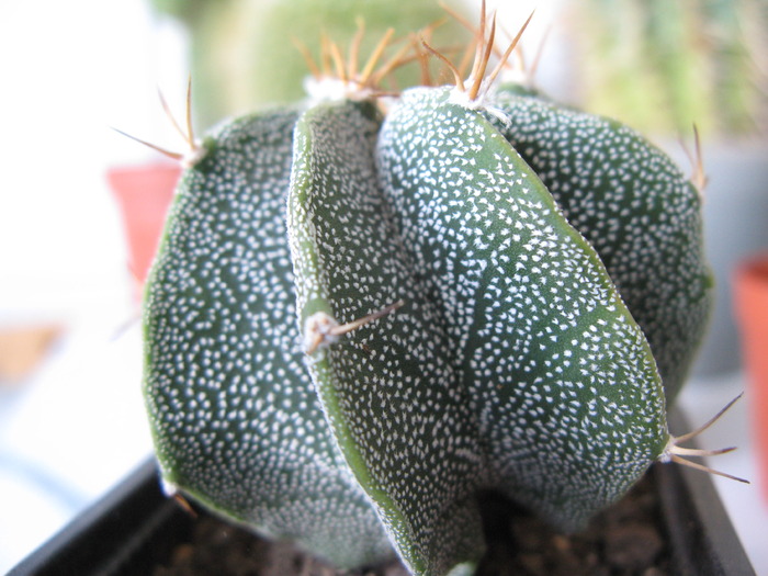 Astrophytum ornatum - CACTACEAE - diverse specii si genuri