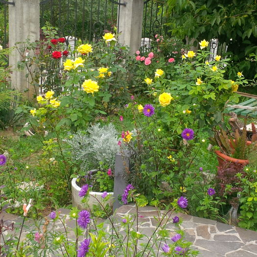 IMG_20160807_094627 - gradina august 2016