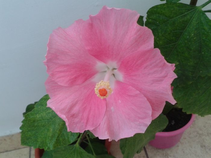 20160808_101047 - Hibiscus