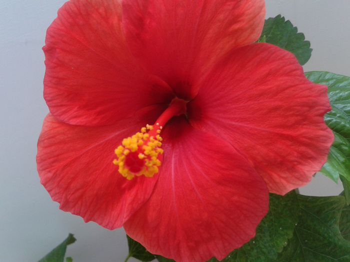 20160808_101051 - Hibiscus