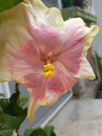  - tahitian lavender pastel