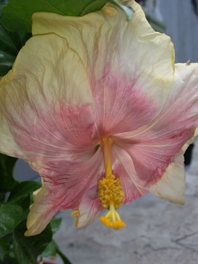  - tahitian lavender pastel