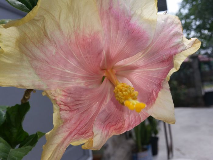  - tahitian lavender pastel