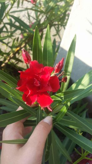 received_1339257089437767; Rosu batut
