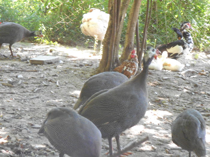 BIBILICI (1) - bibilicile mele