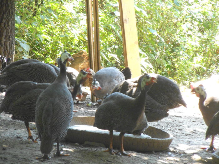 BIBILICI (3) - bibilicile mele