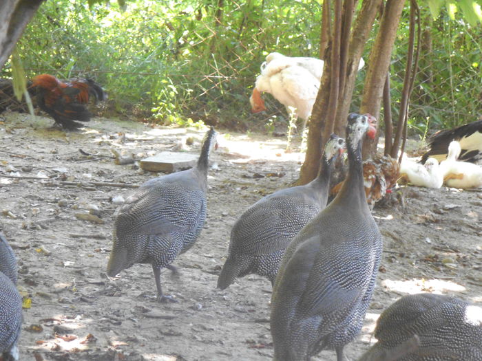 BIBILICI - bibilicile mele