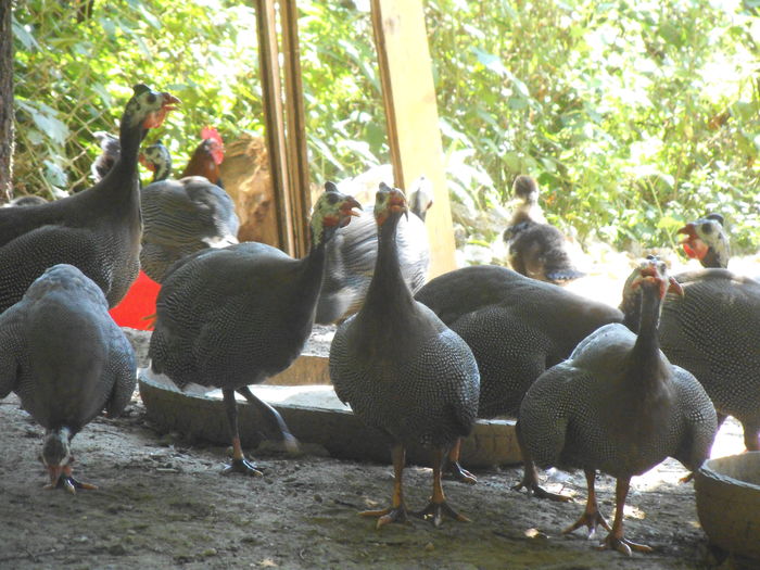 BIBILICI1 - bibilicile mele