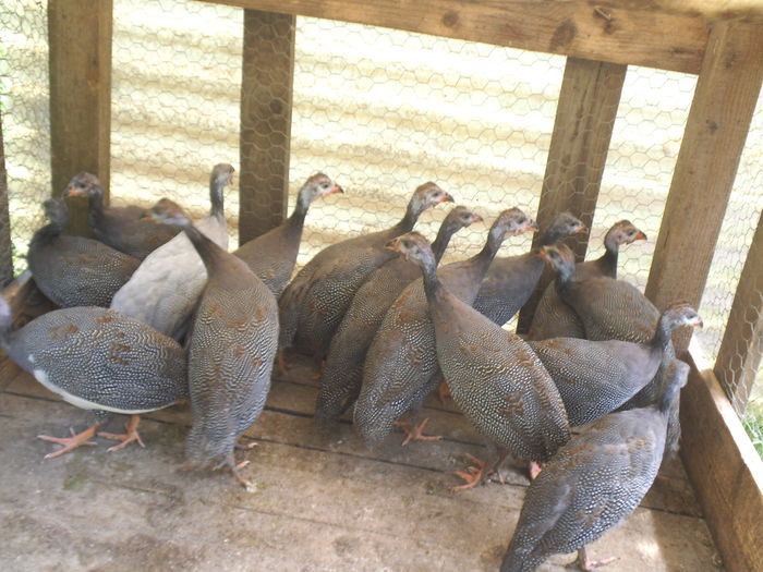 DSCF9449 - bibilicile mele