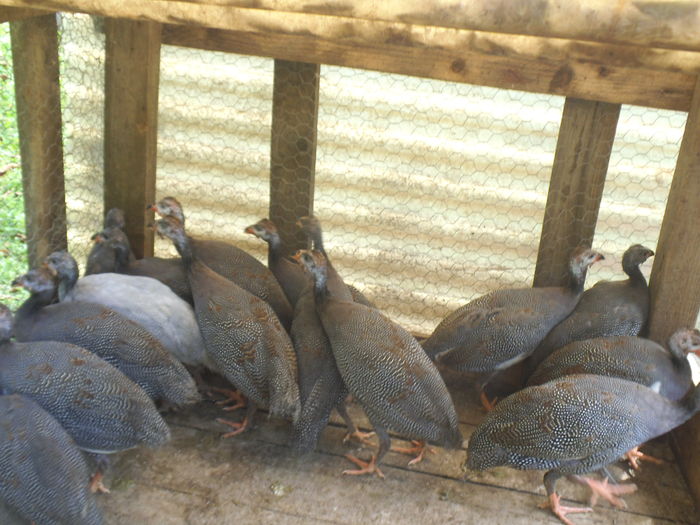 DSCF9450 - bibilicile mele