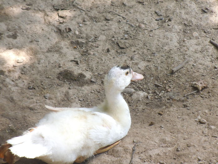 DSCF9447 - ratele mele lesesti 2