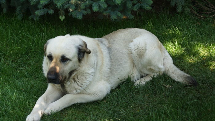 DSC03850 - TARA 15 NOV 2008 - 24 SEPT 2017