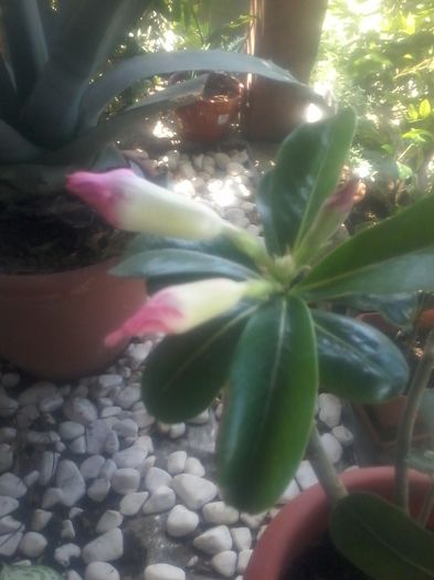 primi bobocei - adenium