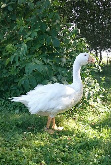 _20160807_162348 - Tula 2016-17