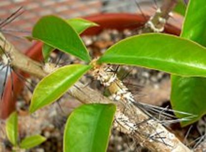 220px-Pereskia_tampicana_1
