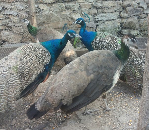 20160807_192754-1 - Pavo cristatus - paun asiatic